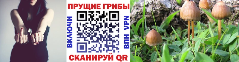 Галлюциногенные грибы Psilocybe  закладка  MEGA сайт  Инза 